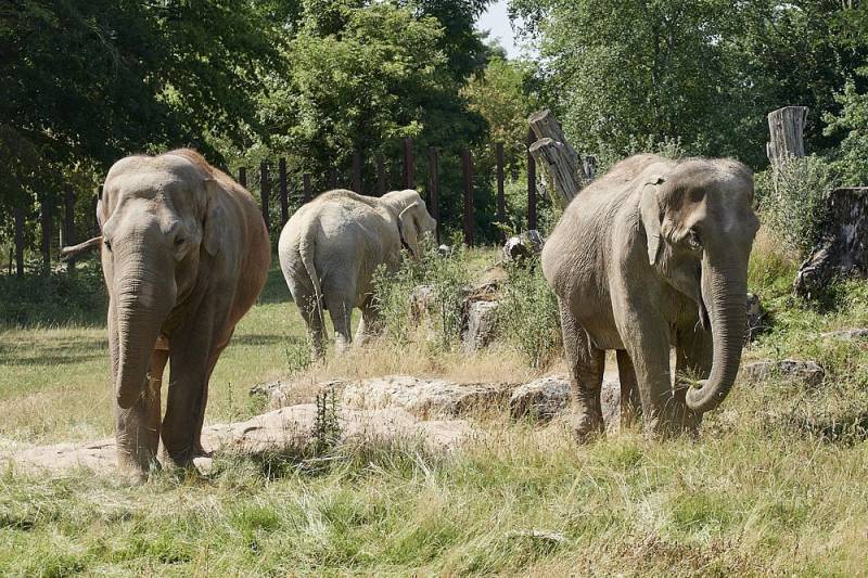 Profitez d'un moment unique en famille au PAL parc animalier et parc d'attraction