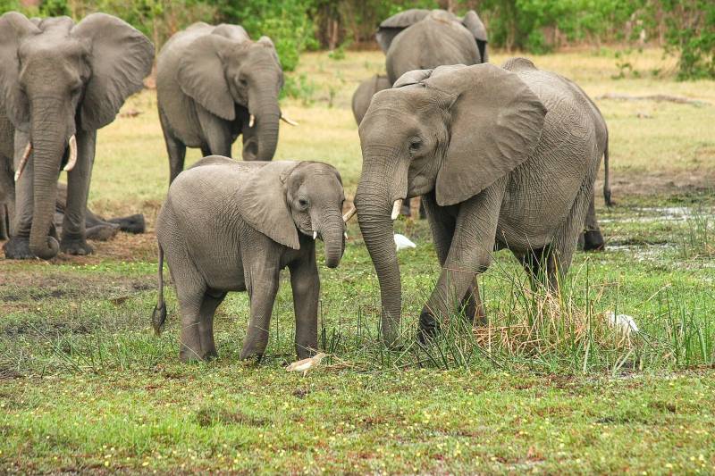 Circuit  Afrique du Sud, safari, pour groupe : CSE, association, au départ de Marseille vols inclus + pension complète