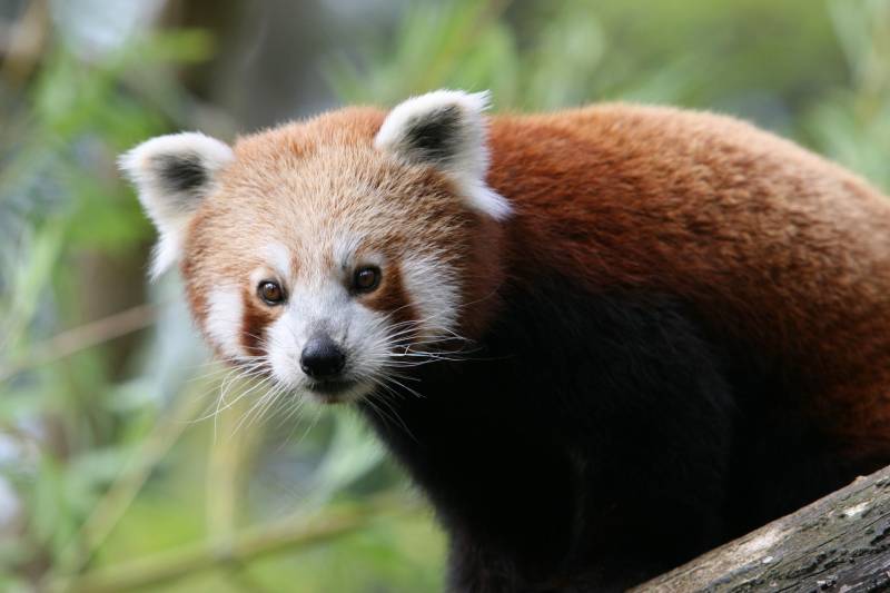 Visiter un parc d'attraction zoo unique en son genre