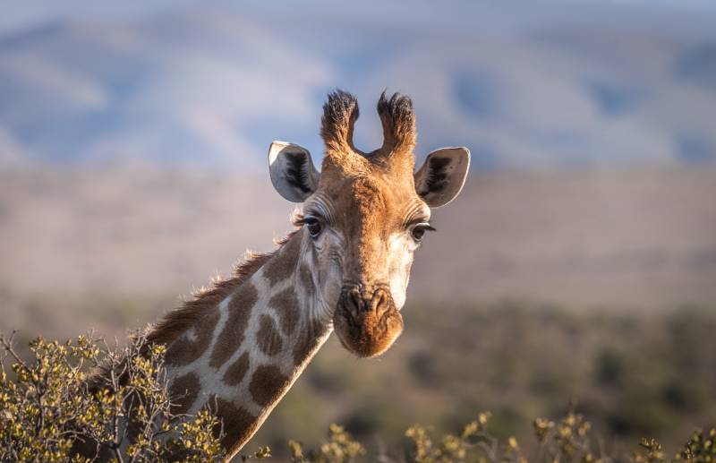 Circuit  Afrique du Sud, safari, pour groupe : CSE, association, au départ de Marseille vols inclus + pension complète