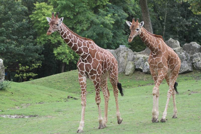 herbivores-zooparc-de-beauval