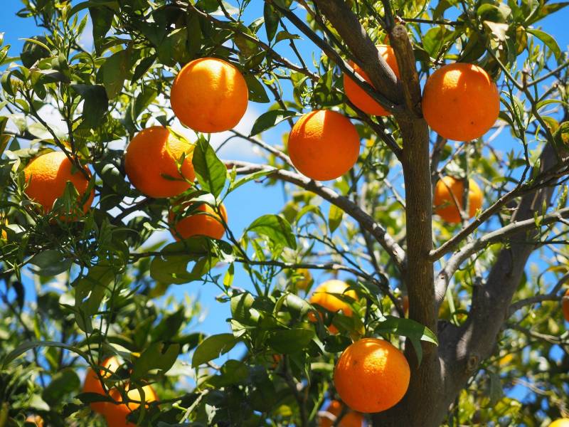 Sur la route des Orangers au départ de la région SUd