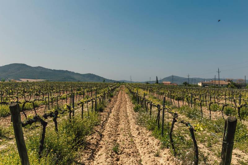VILLEUNEUVE LES MAGUELONE - journée Gourmande et Culturelle au départ de votre ville Martigues et aux alentours
